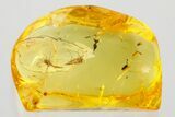 Fossil Midges (Chironomidae) In Baltic Amber - Mate Guard #372559-1